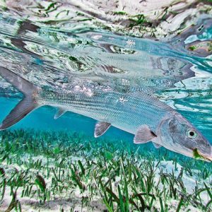 Bonefish conservation